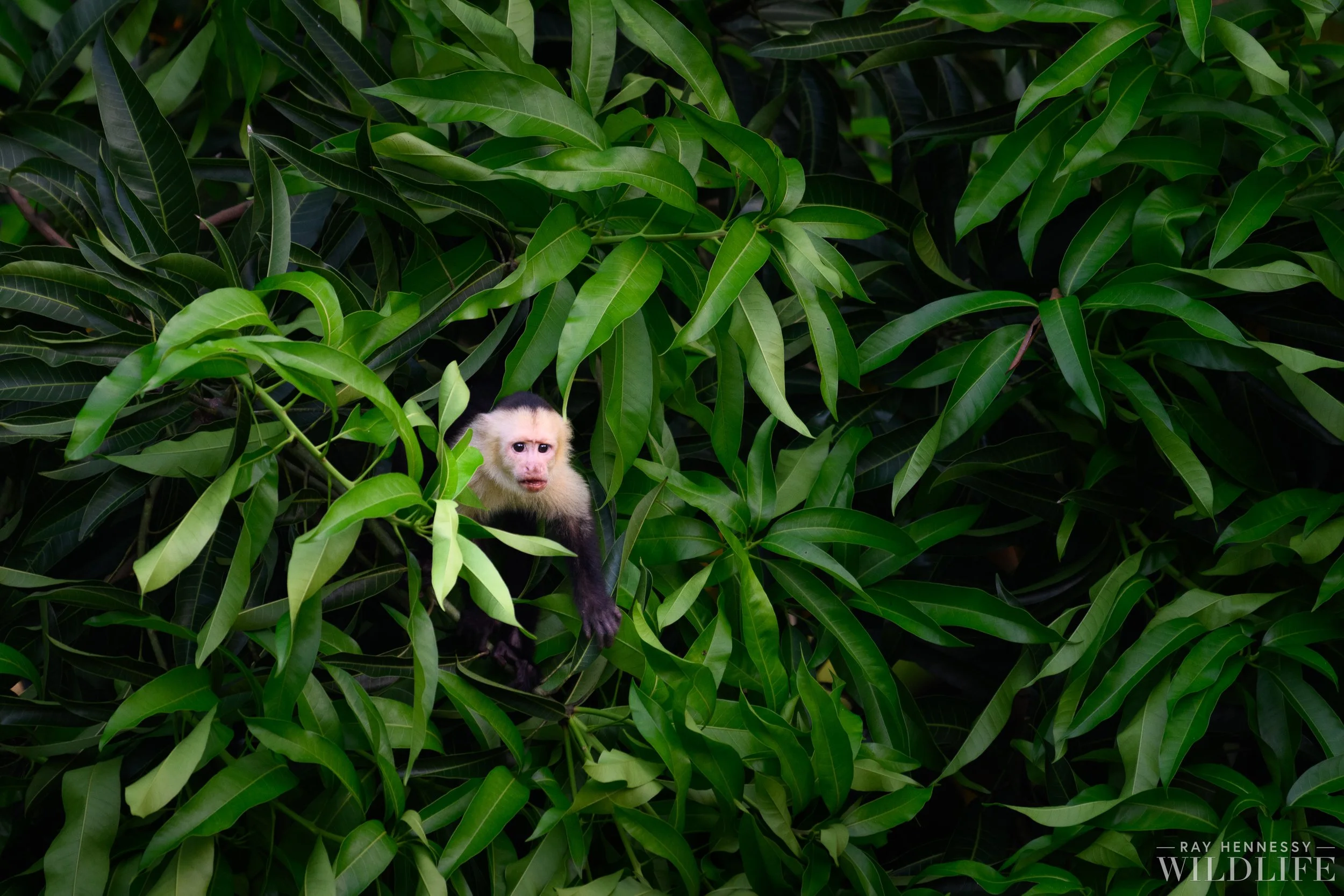 Peeking Monkey — Ray Hennessy Wildlife